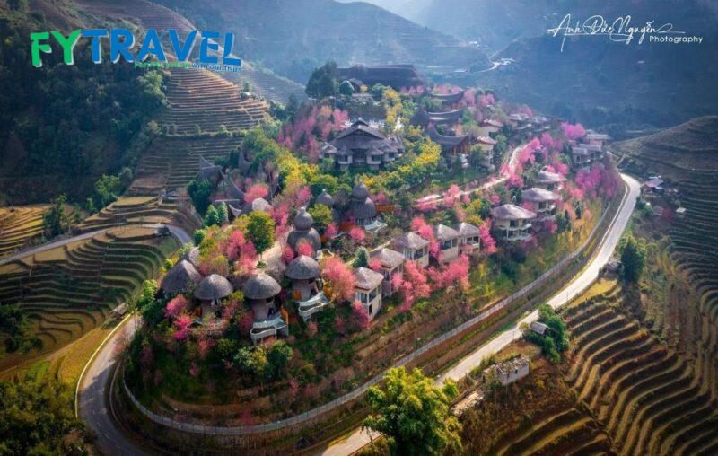 Garrya Mù Cang Chải