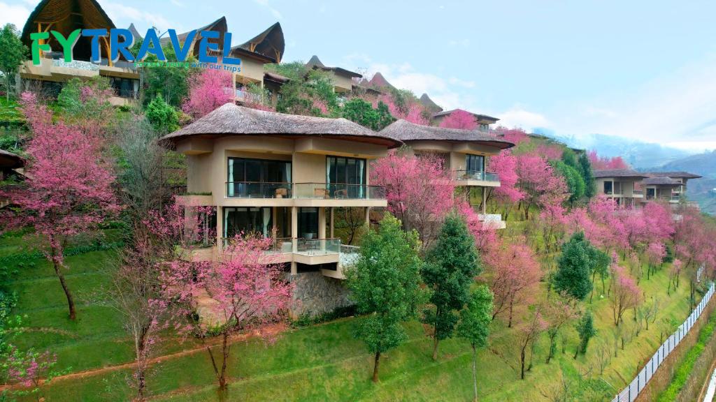 Garrya Mù Cang Chải Garrya Mù Cang Chải